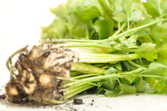 growing celery seedlings