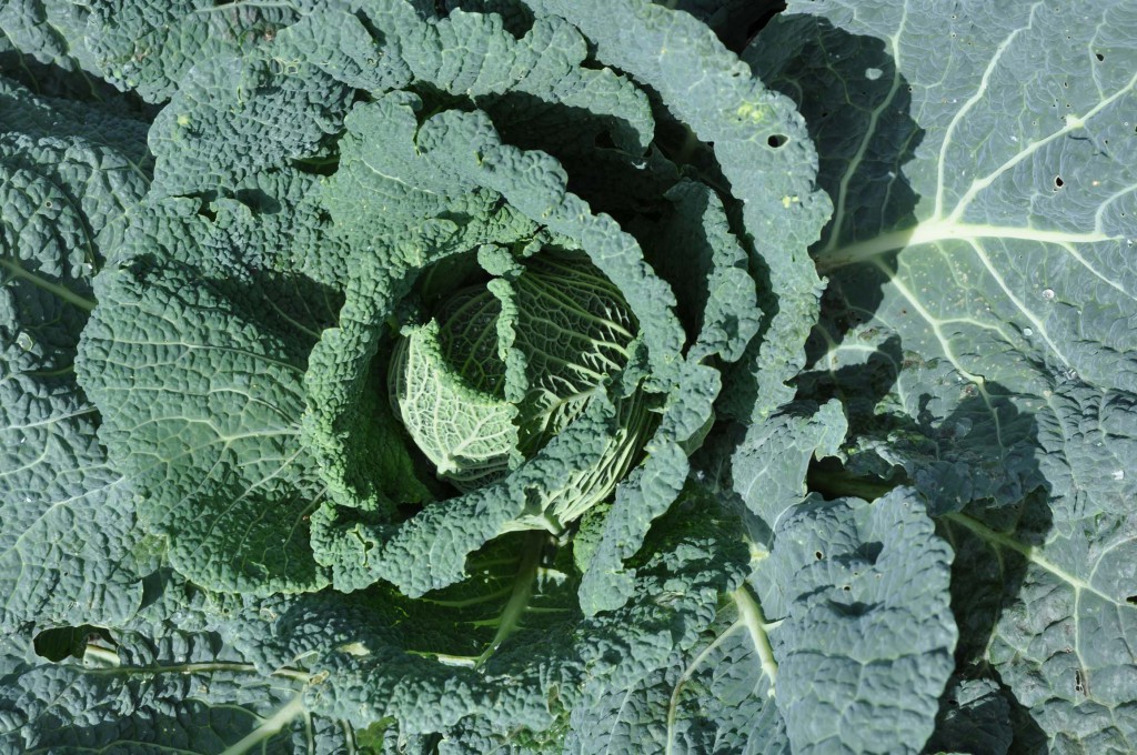 cabbage harvest, pests fight and attempts to store Foodiesgarden