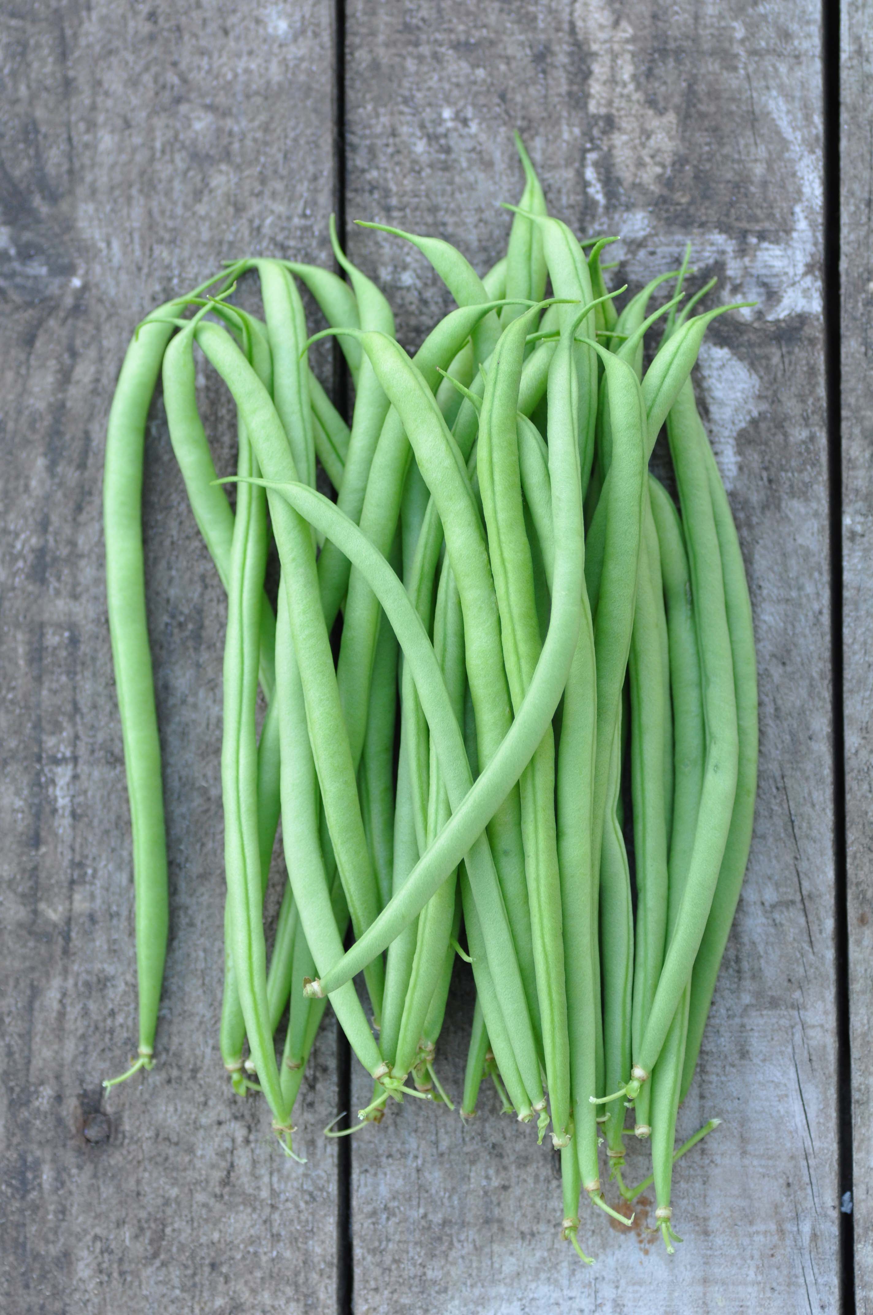 sowing, growing and harvesting runner beans Foodiesgarden