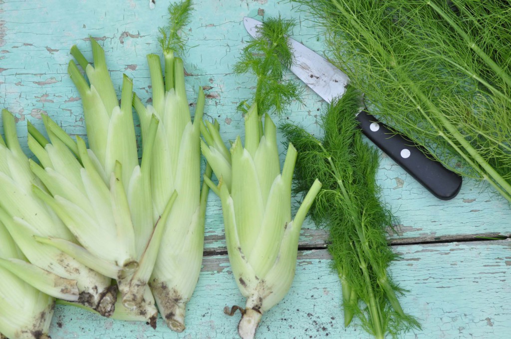 sowing, growing, harvesting fennel Foodiesgarden