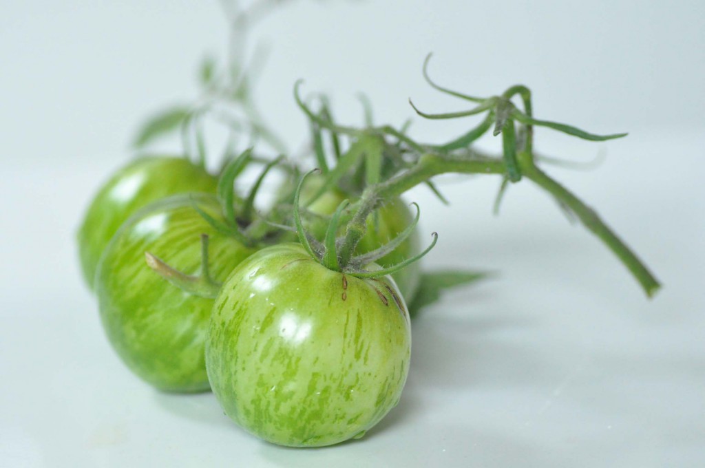 harvesting green tomatoes Foodiesgarden