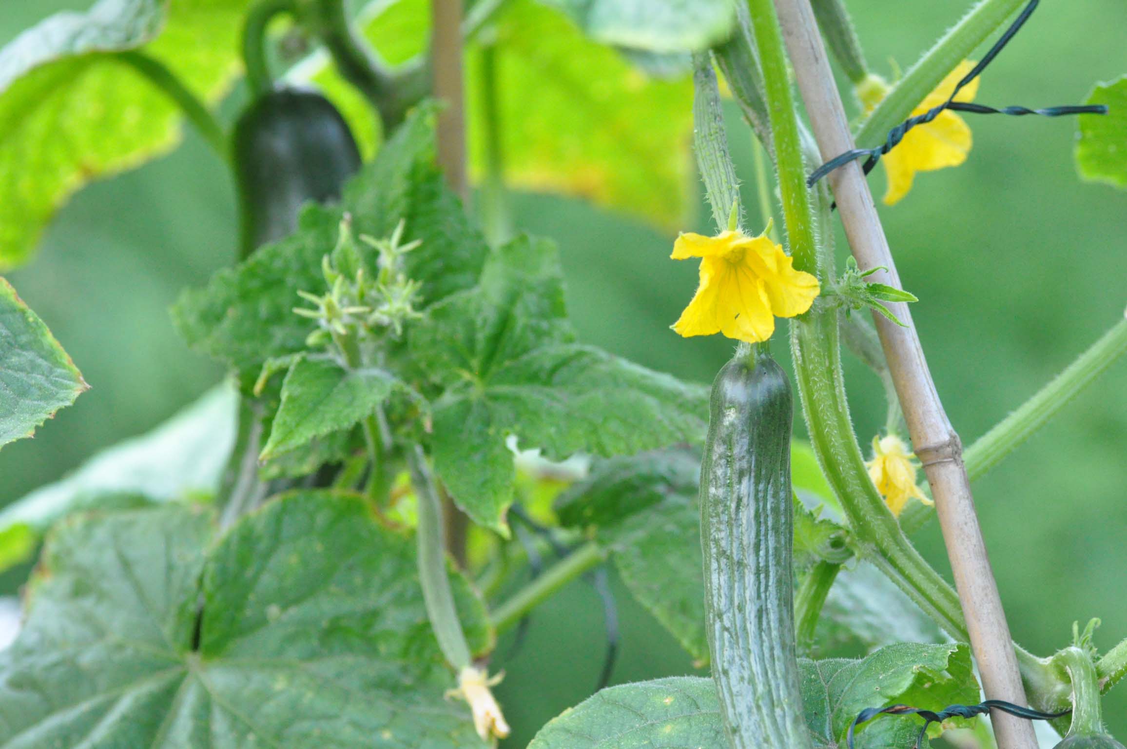 Harvesting Cucumbers